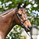 Academy Bridles Cob / Black Academy Show Snaffle Bridle