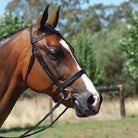 Academy Bridles Cob / Black Academy Show Snaffle Bridle