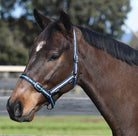 Academy Halters Foal / Aqua/Navy/Silver Academy Halter