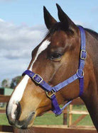 Academy Halters Small Pony / Royal Blue Academy Halter