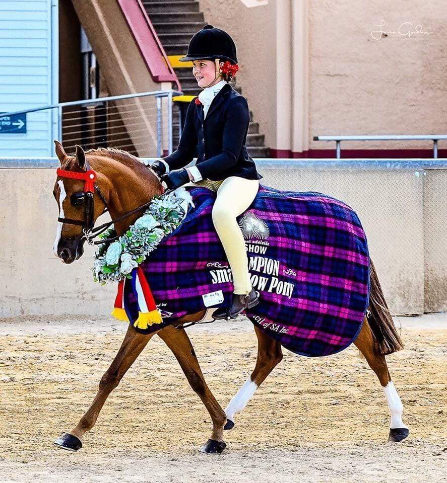 Bare Equestrian Womens Jodhpurs & Breeches S BARE Equestrian Competition Tights (Lemon Butter)