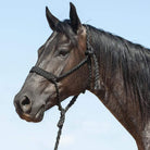 Cashel Halters Black Cashel Braided Mule Halter