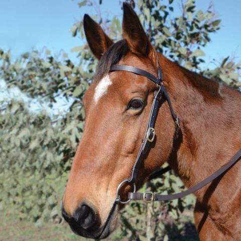 Eurohunter Bridles Cob / Black Eurohunter Barcoo Bridle (reins sold separately)