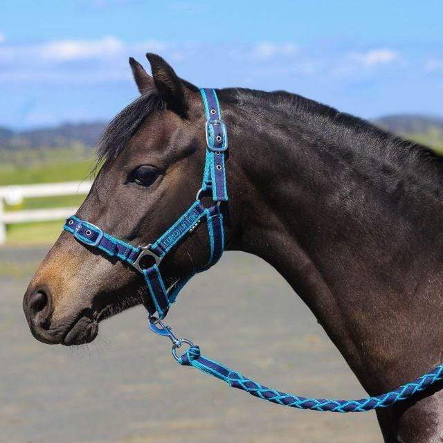 Eurohunter Halters Cob Eurohunter EMB Comfort Halter & Lead Set Navy w/Aqua Trim