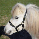 Eurohunter Halters Eurohunter Mini/Foal Halter