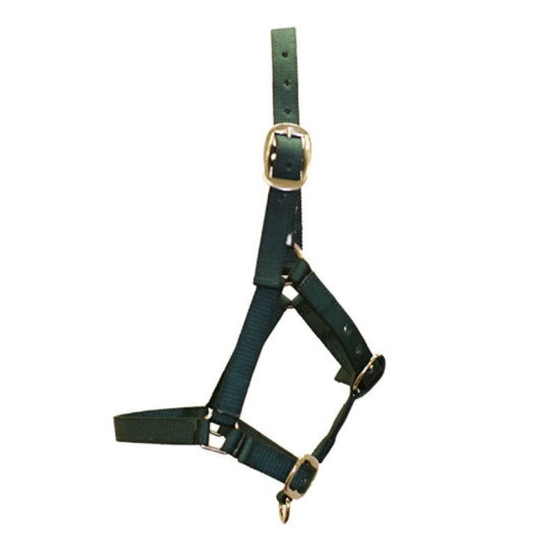 Gympie Saddleworld & Country Clothing Halters Foal / Assorted Foal Halter Assorted Colours (RAN3744)