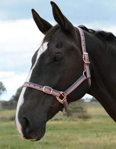 Grainge Rose Gold Collection Halter - Gympie Saddleworld & Country Clothing