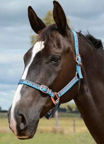Grainge Rose Gold Collection Halter - Gympie Saddleworld & Country Clothing