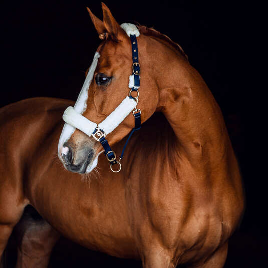 Horze Halters Pony / Blue Horze Halter Lincoln (22326L)